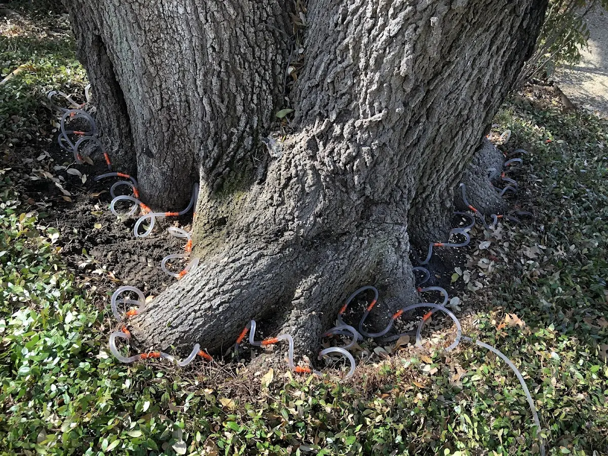Detailed Tree Cabling and Bracing job site in Troutville